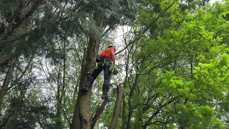 How Our Tree Care Process Works  in  Loves Park, IL